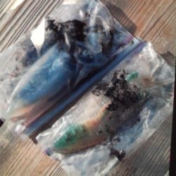 こかわ渡船　雅丸 釣果