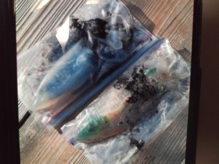 こかわ渡船　雅丸 釣果