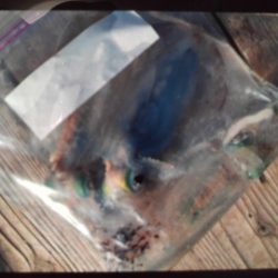 こかわ渡船　雅丸 釣果