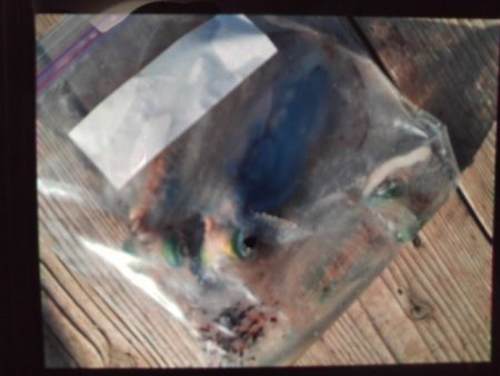 こかわ渡船　雅丸 釣果