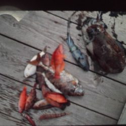 こかわ渡船　雅丸 釣果