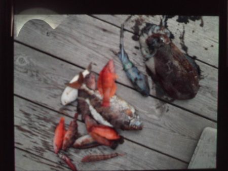 こかわ渡船　雅丸 釣果