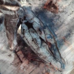 こかわ渡船　雅丸 釣果