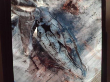 こかわ渡船　雅丸 釣果