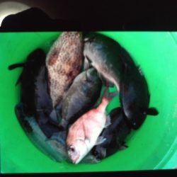 こかわ渡船　雅丸 釣果