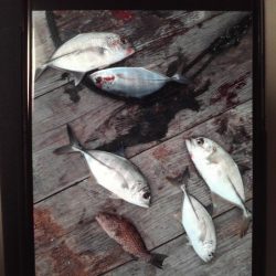 こかわ渡船　雅丸 釣果