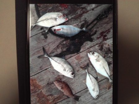 こかわ渡船　雅丸 釣果