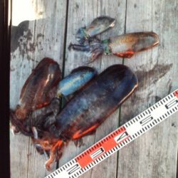 こかわ渡船　雅丸 釣果