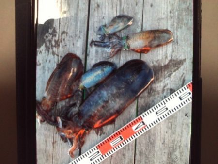 こかわ渡船　雅丸 釣果