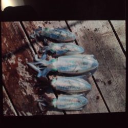 こかわ渡船　雅丸 釣果