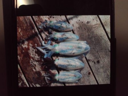 こかわ渡船　雅丸 釣果