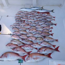 フィッシングボートACE(エース) 釣果