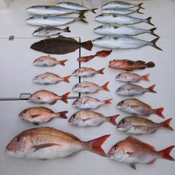 フィッシングボートACE(エース) 釣果