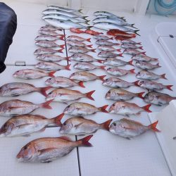 フィッシングボートACE(エース) 釣果