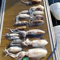 フィッシングボートACE(エース) 釣果