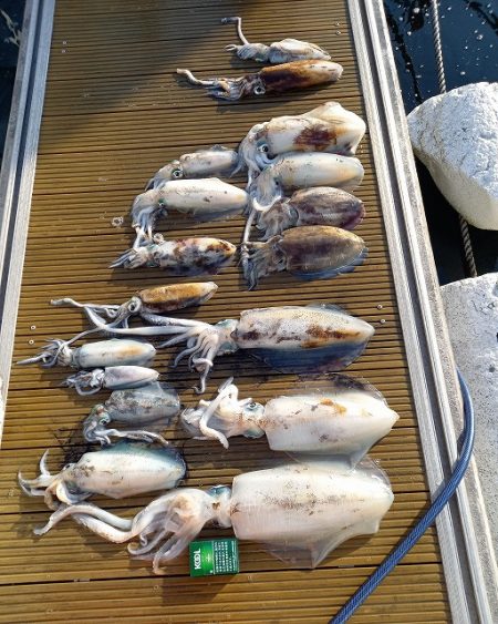 フィッシングボートACE(エース) 釣果