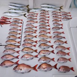 フィッシングボートACE(エース) 釣果