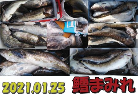 釣り船一番星 釣果