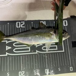 フィシングボートAir(エアー) 釣果