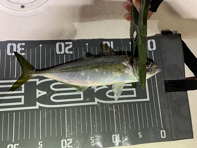 フィシングボートAir(エアー) 釣果