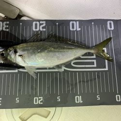 フィシングボートAir(エアー) 釣果