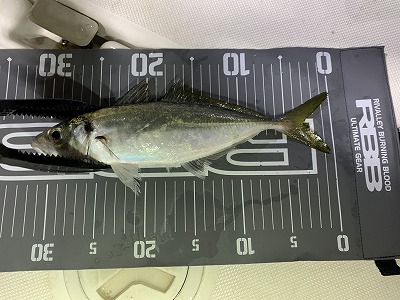 フィシングボートAir(エアー) 釣果