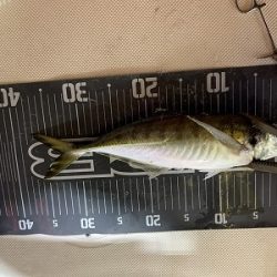 フィシングボートAir(エアー) 釣果