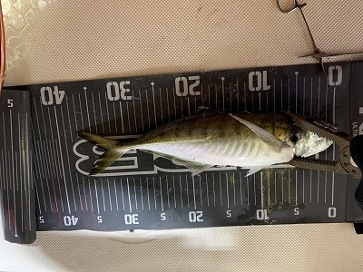 フィシングボートAir(エアー) 釣果