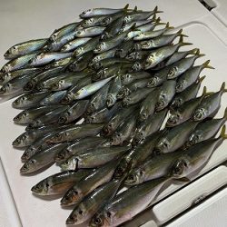 フィシングボートAir(エアー) 釣果