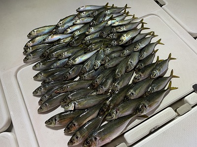 フィシングボートAir(エアー) 釣果