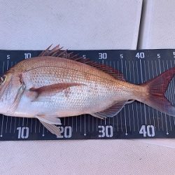 フィシングボートAir(エアー) 釣果