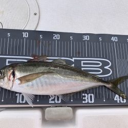 フィシングボートAir(エアー) 釣果