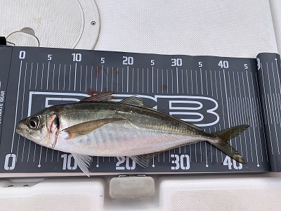 フィシングボートAir(エアー) 釣果