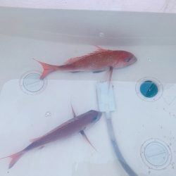 フィシングボートAir(エアー) 釣果