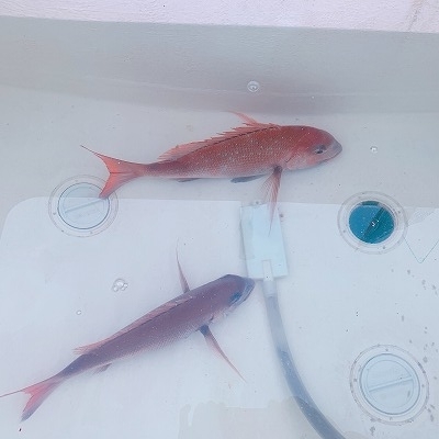 フィシングボートAir(エアー) 釣果