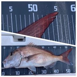 フィシングボートAir(エアー) 釣果