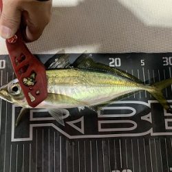 フィシングボートAir(エアー) 釣果