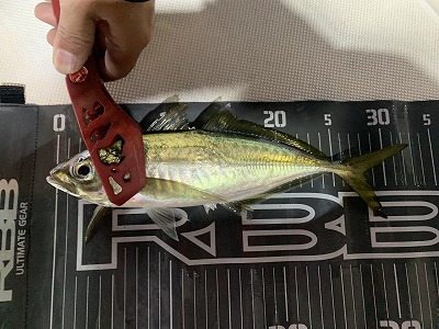 フィシングボートAir(エアー) 釣果