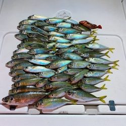 フィシングボートAir(エアー) 釣果