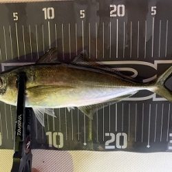 フィシングボートAir(エアー) 釣果