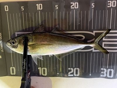 フィシングボートAir(エアー) 釣果