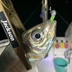 フィシングボートAir(エアー) 釣果