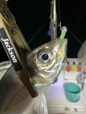 フィシングボートAir(エアー) 釣果