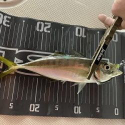 フィシングボートAir(エアー) 釣果