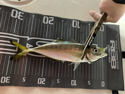 フィシングボートAir(エアー) 釣果