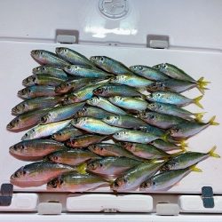 フィシングボートAir(エアー) 釣果