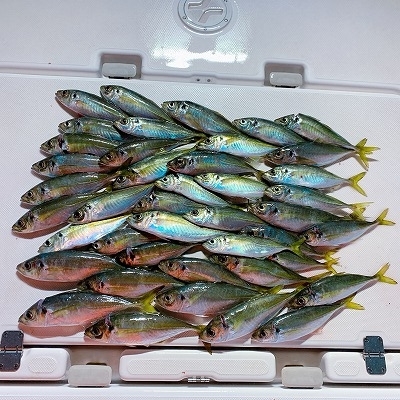 フィシングボートAir(エアー) 釣果