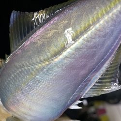 フィシングボートAir(エアー) 釣果