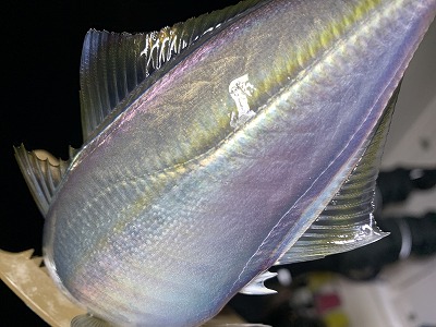 フィシングボートAir(エアー) 釣果