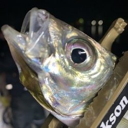 フィシングボートAir(エアー) 釣果